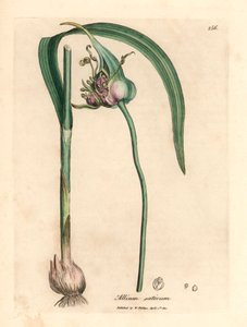 Közönséges termesztett fokhagyma, Allium sativum, James Sowerby botanikai illusztrációjából William Woodville-ből és Sir William Jackson Hooker 1832-es "Medical Botany" című művéből (kézzel színezett rézmetszet) alkotó: James (after) Sowerby