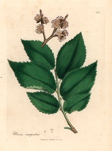 Közönséges szilfa, Ulmus campestris, James Sowerby botanikai illusztrációjáról William Woodville-ből és Sir William Jackson Hooker 1832-es "Medical Botany" című művéből (kézszínű rézmetszet) alkotó: James (after) Sowerby