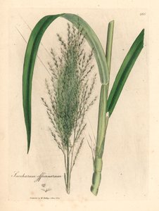 Közönséges cukornád, Saccharum officinarum, James Sowerby botanikai illusztrációjából William Woodville-ből és Sir William Jackson Hooker "Orvosi botanikája" 1832-ből (kézszínű rézmetszet) alkotó: James (after) Sowerby