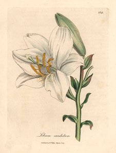 Közönséges fehér liliom, Lilium candidum, James Sowerby botanikai illusztrációjáról William Woodville-ből és Sir William Jackson Hooker "Medical Botany" 1832-es művéből (kézszínű rézmetszet)