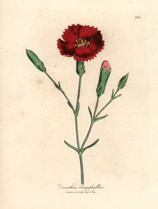 Bíbor szegfű, szegfűszeg rózsaszín, Dianthus caryophyllus, James Sowerby botanikai illusztrációjából William Woodville-ből és Sir William Jackson Hooker "Medical Botany" 1832-es művéből (kézzel színezett rézmetszet)