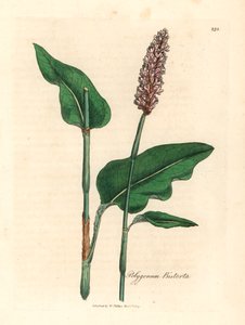 Nagy bistorta, Polygonum bistorta, James Sowerby botanikai illusztrációjából William Woodville-ből és Sir William Jackson Hooker "Orvosi botanikája" 1832-ből (kézszínű rézmetszet) alkotó: James (after) Sowerby