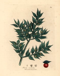 Zöld virágú mészáros seprű, Ruscus aculeatus, James Sowerby botanikai illusztrációjából William Woodville-ből és Sir William Jackson Hooker "Medical Botany" 1832-es művéből (kézszínű rézmetszet) alkotó: James (after) Sowerby