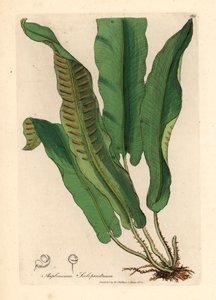 Harts nyelvű páfrány, Asplenium scolopendrium, James Sowerby botanikai illusztrációjából William Woodville-ből és Sir William Jackson Hooker "Orvosi botanikája" 1832-ből (kézszínű rézmetszet) alkotó: James (after) Sowerby