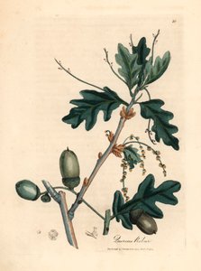 A közönséges tölgy (Quercus robur) levelei és makkjai James Sowerby botanikai illusztrációjáról William Woodville-ből és Sir William Jackson Hooker "Orvosi botanikája" 1832-ből (kézszínű rézmetszet)