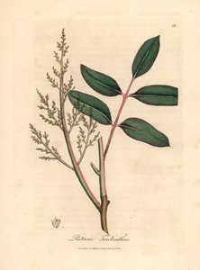 A chianfa vagy a ciprusi terpentinfa, a Pistacia terebinthus levelei és virágai James Sowerby botanikai illusztrációjából William Woodville-ből és Sir William Jackson Hooker 1832-es "Medical Botany" című művéből (kézzel színezett rézmetszet) alkotó: James (after) Sowerby