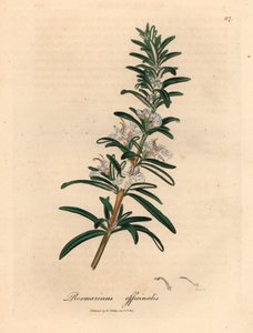 Világoskék virágú rozmaring, Rosmarinus officinalis, James Sowerby botanikai illusztrációjából William Woodville-ből és Sir William Jackson Hooker "Orvosi botanikája" 1832-ből (kézszínű rézmetszet)