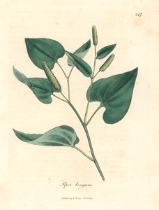 Hosszú paprika, Piper longum, James Sowerby botanikai illusztrációjából William Woodville-ből és Sir William Jackson Hooker "Orvosi botanikája" 1832-ből (kézszínű rézmetszet)