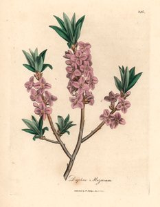 Rózsaszín virágú mezereon, Daphne mezereum, James Sowerby botanikai illusztrációjáról William Woodville-ből és Sir William Jackson Hooker "Medical Botany" című művéből 1832 (kézszínű rézmetszet) alkotó: James (after) Sowerby
