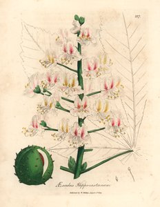 A vadgesztenyefa, az Aesculus hippocastanum rózsaszín virága és termése James Sowerby botanikai illusztrációjáról William Woodville-ből és Sir William Jackson Hooker "Medical Botany" 1832-es művéből (kézszínű rézmetszet) alkotó: James (after) Sowerby