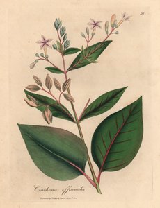 Rózsaszín virágú perui kéregfa, Cinchona officinalis, James Sowerby botanikai illusztrációjáról William Woodville-ből és Sir William Jackson Hooker "Orvosi botanikája" 1832-ből (kézzel színezett rézmetszet) alkotó: James (after) Sowerby