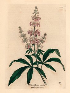 Rózsaszín virágú tiszta fa, Vitex agnus castus, James Sowerby botanikai illusztrációjáról William Woodville-ből és Sir William Jackson Hooker "Medical Botany" 1832-es művéből (kézszínű rézmetszet) alkotó: James (after) Sowerby