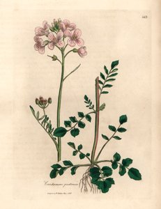 Rózsaszín virágú női ruha vagy kakukkvirág, Cardamine pratensis, James Sowerby botanikai illusztrációjáról William Woodville-ből és Sir William Jackson Hooker 1832-es "Medical Botany" című művéből (kézszínű rézmetszet) alkotó: James (after) Sowerby