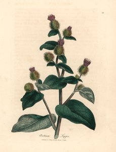Lila virágú bojtorján, Arctium lappa, James Sowerby botanikai illusztrációjáról William Woodville-ből és Sir William Jackson Hooker "Medical Botany" című művéből 1832 (kézszínű rézmetszet) alkotó: James (after) Sowerby