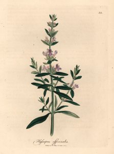 Lila virágú izsóp, Hyssopus officinalis, James Sowerby botanikai illusztrációjáról William Woodville-ből és Sir William Jackson Hooker "Orvosi botanikája" 1832-ből (kézzel színezett rézmetszet) alkotó: James (after) Sowerby