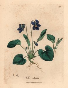 Lila virágú édes ibolya, Viola odorata, James Sowerby (William Woodville) botanikai illusztrációjából és Sir William Jackson Hooker "Medical Botany" 1832-es művéből (kézszínű rézmetszet)