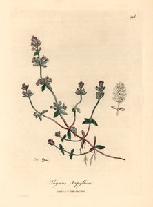 Lila virágú vadkakukkfű, Thymus serpyllum, James Sowerby botanikai illusztrációjáról William Woodville-ből és Sir William Jackson Hooker "Medical Botany" című művéből 1832 (kézszínű rézmetszet) alkotó: James (after) Sowerby