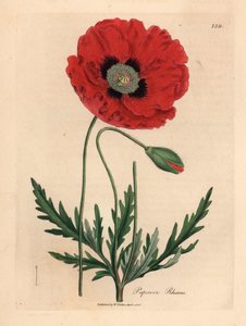 Vörös vagy kukorica mák, Papaver rhoeas, James Sowerby botanikai illusztrációjából William Woodville-ből és Sir William Jackson Hooker "Medical Botany" című művéből 1832 (kézszínű rézmetszet) alkotó: James (after) Sowerby