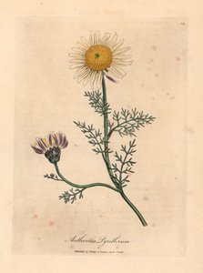 Fehér és sárga spanyol kamilla, Anthemis pyrethrum, James Sowerby botanikai illusztrációjáról William Woodville-ből és Sir William Jackson Hooker "Medical Botany" 1832-es művéből (kézszínű rézmetszet) alkotó: James (after) Sowerby