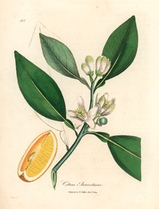 A narancsfa, a Citrus aurantium fehér virága és érett termése, James Sowerby botanikai illusztrációjából William Woodville-ből és Sir William Jackson Hooker "Medical Botany" 1832-es művéből (kézszínű rézmetszet) alkotó: James (after) Sowerby