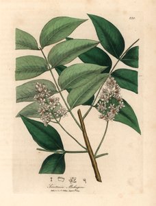 Fehér virágú mahagónifa, Swietenia mahogani, James Sowerby botanikai illusztrációjáról William Woodville-ből és Sir William Jackson Hooker "Medical Botany" 1832-es művéből (kézszínű rézmetszet) alkotó: James (after) Sowerby