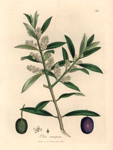 Fehér virágú európai olajfa gyümölccsel, Olea europaea, James Sowerby botanikai illusztrációjáról William Woodville-ből és Sir William Jackson Hooker 1832-es "Medical Botany" című művéből (kézszínű rézmetszet) alkotó: James (after) Sowerby