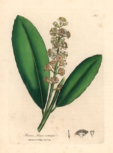 Fehér virágú cseresznye babérfa, Prunus laurocerasus, James Sowerby botanikai illusztrációjáról William Woodville-ből és Sir William Jackson Hooker "Orvosi botanikája" 1832-ből (kézzel színezett rézmetszet)