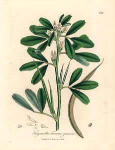 Fehér virágú görögszéna maghüvellyel, Trigonella foenum graecum, James Sowerby botanikai illusztrációjából William Woodville-ből és Sir William Jackson Hooker "Orvosi botanikája" 1832-ből (kézszínű rézmetszet)