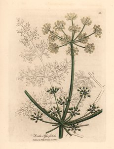 Fehér virágú gigantikus édeskömény vagy asafetida, Ferula assafoetida, James Sowerby botanikai illusztrációjáról William Woodville-ből és Sir William Jackson Hooker "Orvosi botanikája" 1832-ből (kézszínű rézmetszet) alkotó: James (after) Sowerby