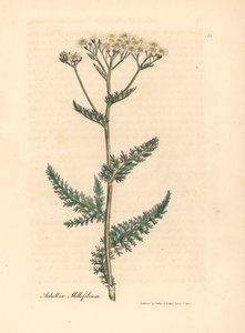 Fehér virágú cickafark vagy cickafarkfű, Achillea millefolium, James Sowerby botanikai illusztrációjából William Woodville-ből és Sir William Jackson Hooker "Orvosi botanikája" 1832-ből (kézszínű rézmetszet)