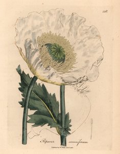 Fehér mák, Papaver somniferum, James Sowerby botanikai illusztrációjáról William Woodville-ből és Sir William Jackson Hooker "Medical Botany" 1832-es művéből (kézszínű rézmetszet) alkotó: James (after) Sowerby