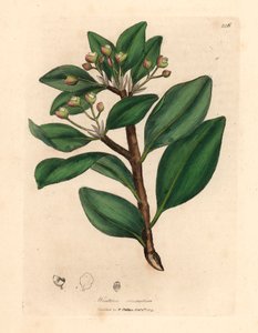 Téli kéregfa, Wintera aromatica, Drimys winteri, James Sowerby botanikai illusztrációjából William Woodville-ből és Sir William Jackson Hooker "Orvosi botanikája" 1832-ből (kézzel színezett rézmetszet)