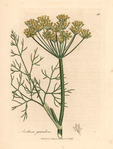 Sárga virágú kapor, Anethum graveolens, James Sowerby botanikai illusztrációjáról William Woodville-ből és Sir William Jackson Hooker "Medical Botany" 1832-es művéből (kézszínű rézmetszet) alkotó: James (after) Sowerby