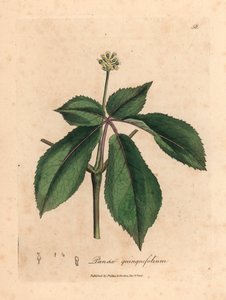 Sárga virágú ginseng növény, a Panax quinquefolium, James Sowerby botanikai illusztrációjáról William Woodville-ből és Sir William Jackson Hooker "Medical Botany" 1832-es művéből (kézszínű rézmetszet) alkotó: James (after) Sowerby