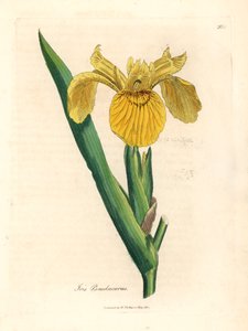 Sárga vízi zászló, Iris pseudocorus, James Sowerby botanikai illusztrációjából William Woodville-ből és Sir William Jackson Hooker "Medical Botany" 1832-es művéből (kézszínű rézmetszet) alkotó: James (after) Sowerby