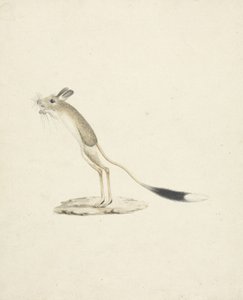 Jerboa No. 4 (wc grafit felett, papíron) alkotó: James 1730-94 Bruce