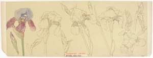 Botanikai Tanulmányok, 1900-30 (wc papíron) alkotó: James Atherton