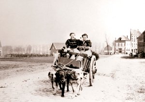 Kutyák húzzák a nőket a szekéren, Antwerpen, 1898.