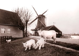 Goats, Laandam, Hollandia, 1898. alkotó: James Batkin