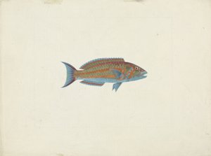 Egy hal, El Hudderi Imbo (guache, grafit, papíron) alkotó: James Bruce