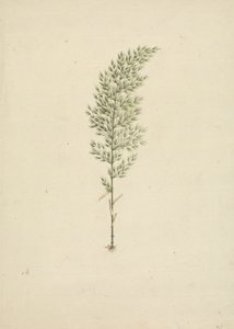 Arundinaria alpesi K. Schum. (afrikai bambusz): kész rajz a szokásról a gyökerekkel alkotó: James Bruce