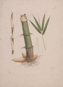 Arundinaria alpina K. Schum. (afrikai bambusz): kész rajz a szár és a hajtás metszeteiről levelekkel