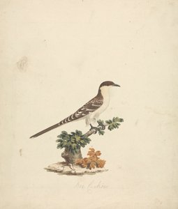 Méhkakukk alkotó: James Bruce