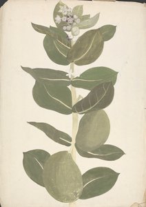 Calotropis procera (Ait.) Ait. f. (Szodomai alma, fülfa): virágzó és termő növény kész rajza