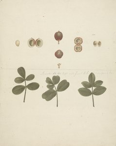 Commiphora gileadensis (L.) C. Chr. (Gileád balzsam, Opobalsam): kész rajz a gyümölcsökről, feldarabolt gyümölcsökről és levelekről alkotó: James Bruce