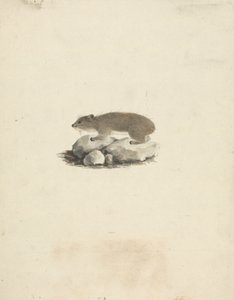 Heterohyrax brucei (sárgafoltos szikla-hyrax) alkotó: James Bruce