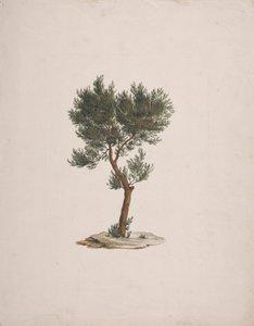 Juniperus procera Endl. (Afrikai ceruza cédrus): kész rajz a fák szokásáról alkotó: James Bruce