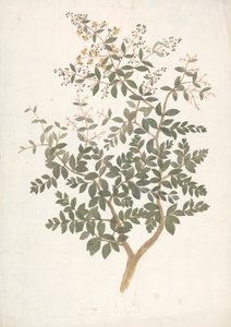 Lawsonia inermis L. (Henna): virágzó leveles hajtás kész rajza