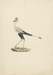 Sagittarius serpentarius (Secretary Bird) alkotó: James Bruce