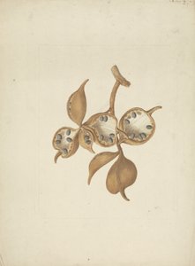 Sterculia africana (Lour.) Fiori: kész rajz a szárról maghüvelyekkel, néhány nyitott magvak láthatók alkotó: James Bruce